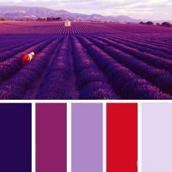 ترکیب رنگی با الهام از مزرعه لاوندر
